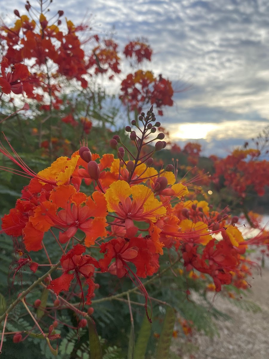 Ventana Room At Loews Ventana Canyon (Closed)